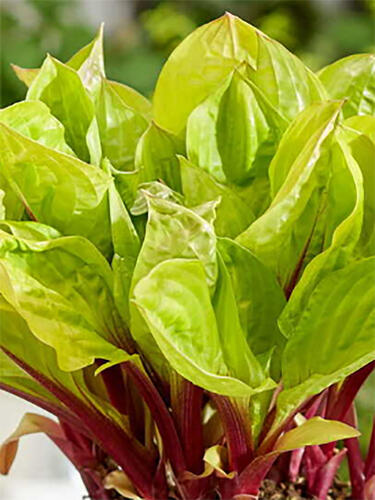 Хоста гибридная Lemon Snap (Лемон Снеп) М