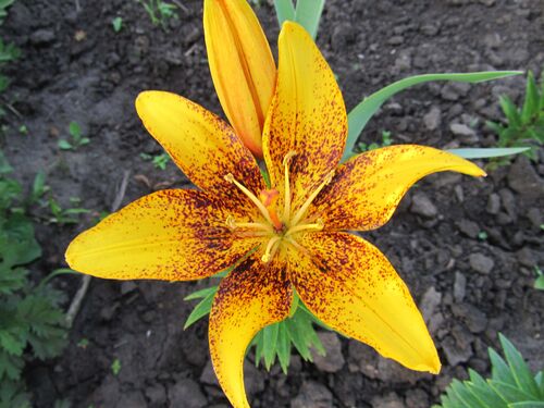Лилия Lemon Starduct