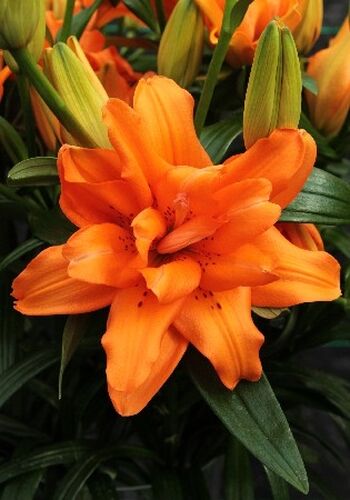 Лилия Orange Twins (Оранж Твинс)