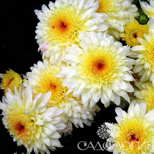 Хризантема корейская Гомпи Уайт
