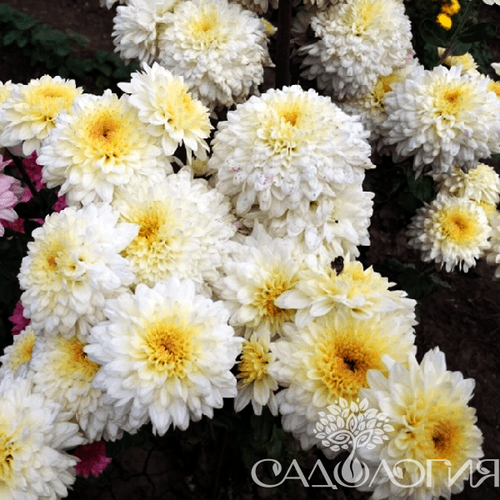 Хризантема корейская Гомпи Уайт