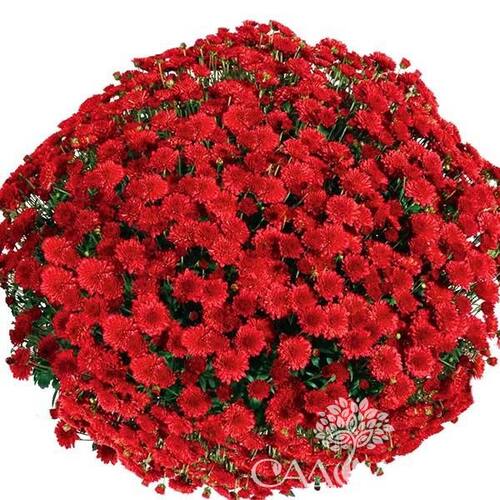 Хризантема мультифлора Seaside Red (Сисайд Ред)