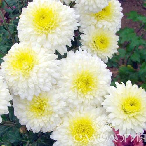 Хризантема корейская Бело-Жовта