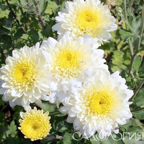 Хризантема корейская Бело-Жовта