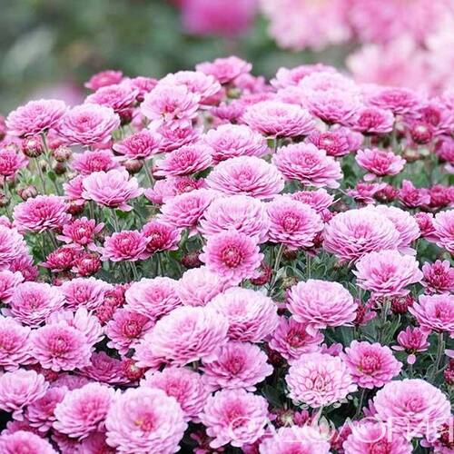 Хризантема мультифлора Branglobe Pink 