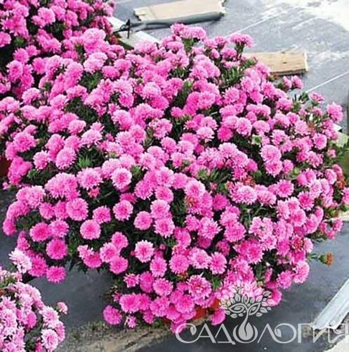 Хризантема мультифлора Branglobe Pink 