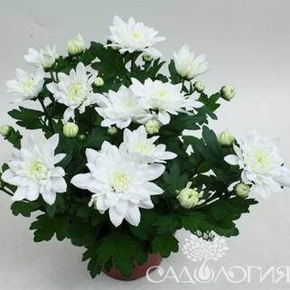 Хризантема корейская Кристалл