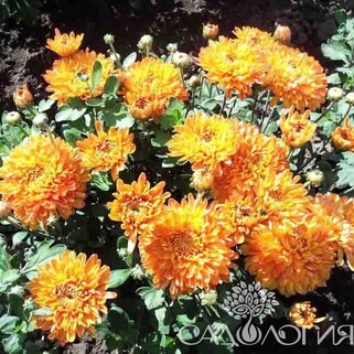 Хризантема корейская Золотистый Апельсин