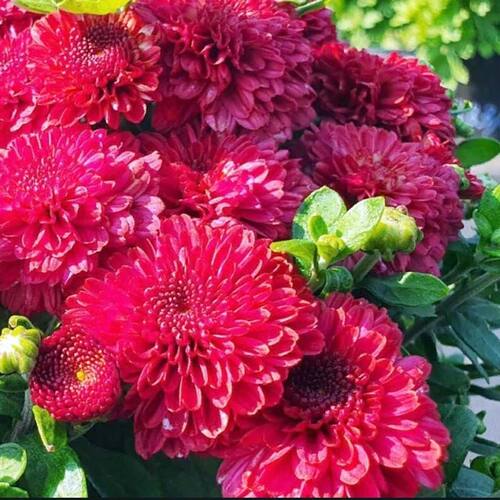 Хризантема мультифлора Анжела Ред