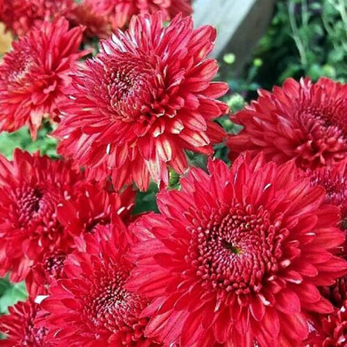 Хризантема мультифлора Анжела Ред
