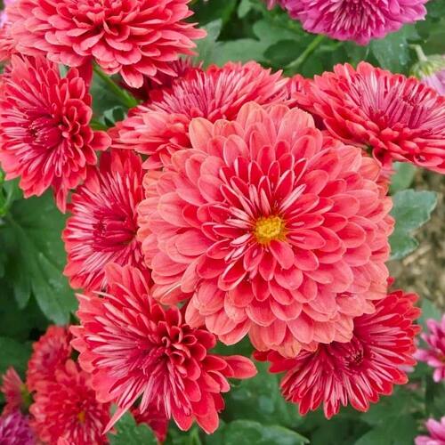 Хризантема мультифлора Анжела Ред