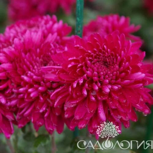 Хризантема мультифлора Анжела Ред