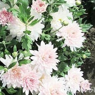 Хризантема корейская Яблоневый цвет №2