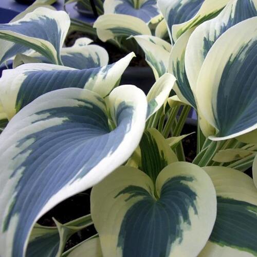 Хоста Blue Ivory (Блю Айвори) М