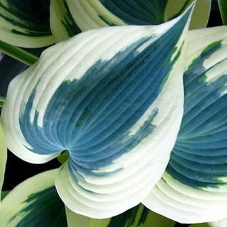 Хоста Blue Ivory (Блю Айвори) М