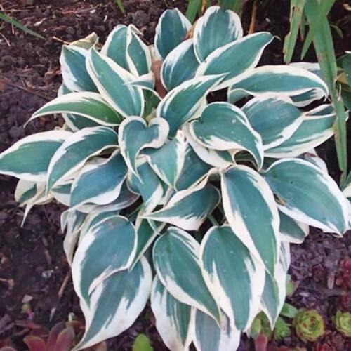 Хоста Blue Ivory (Блю Айвори) М