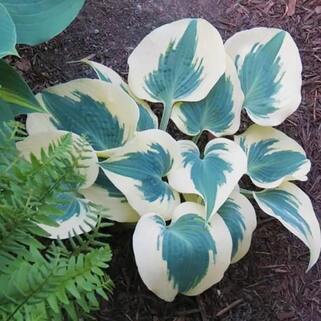 Хоста Blue Ivory (Блю Айвори) М