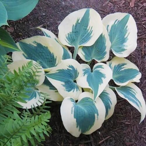 Хоста Blue Ivory (Блю Айвори) М