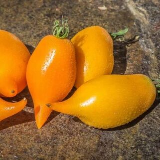 Томат Буратино оранжевый семена