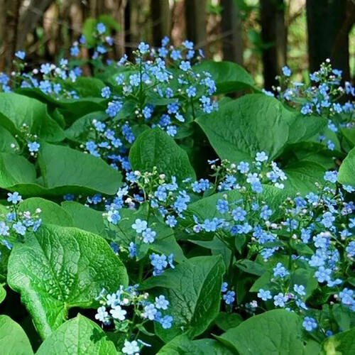 Бруннера крупнолистная Macrophylla 