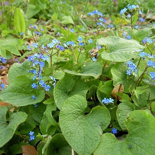 Бруннера крупнолистная Macrophylla 