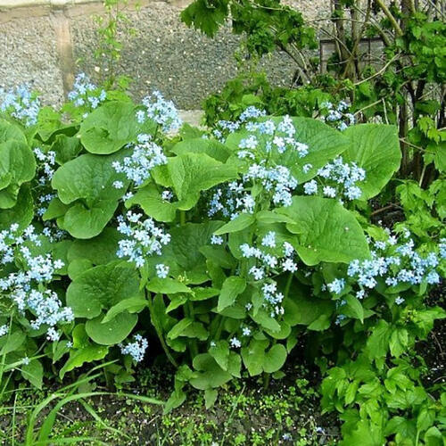 Бруннера крупнолистная Macrophylla 