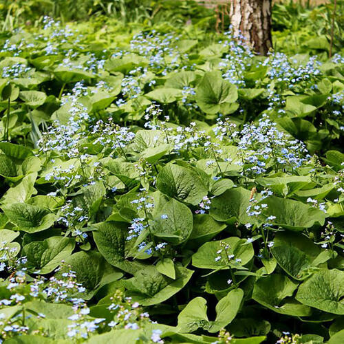 Бруннера крупнолистная Macrophylla 