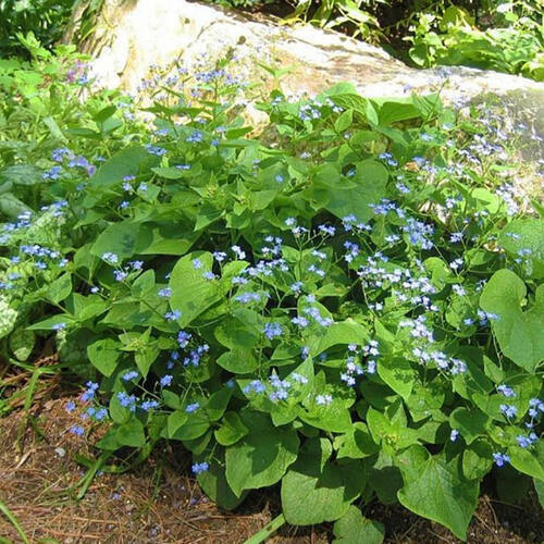 Бруннера крупнолистная Macrophylla 