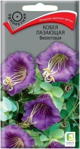 Кобея лазающая Фиолетовая семена