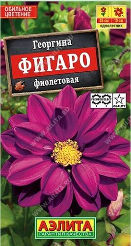 Георгина Фигаро махровая фиолетовая семена