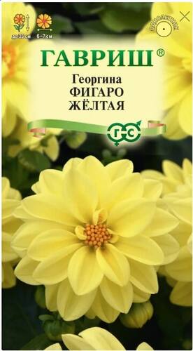 Георгина Фигаро желтая семена