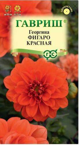 Георгина Фигаро красная семена