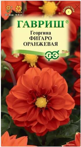 Георгина Фигаро оранжевая семена