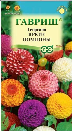 Георгина Яркие помпоны семена