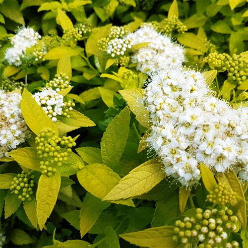 Спирея японская White Gold (Уайт Голд)