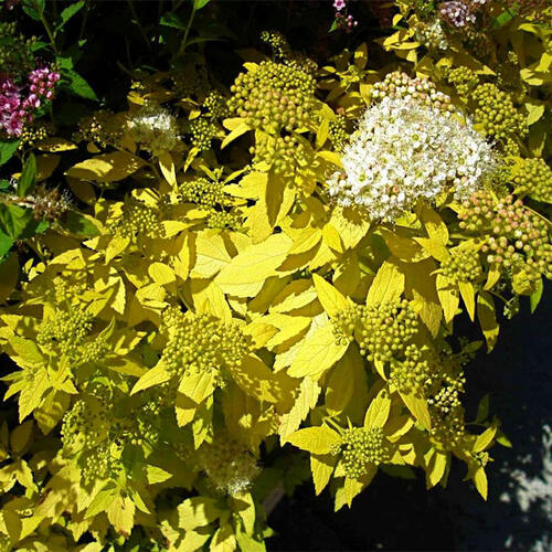 Спирея японская White Gold (Уайт Голд)