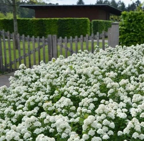 Спирея многолетняя БЕЛО-РОЗОВЫЙ МУСС, саженцы в горшке Р9, комплект из 2-х контрастных сортов