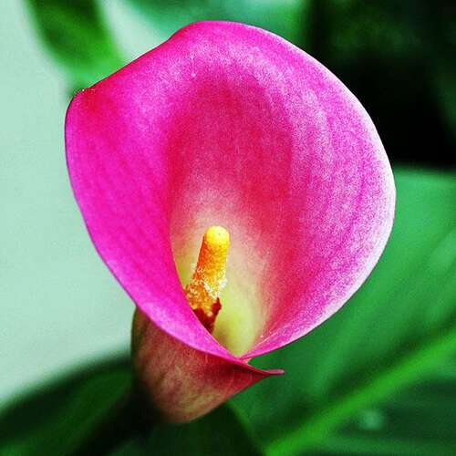 Калла Pink Jewel (Пинк Джюэл)