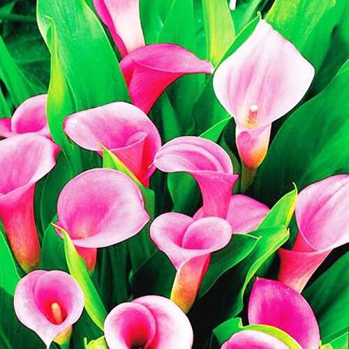 Калла Pink Jewel (Пинк Джюэл)