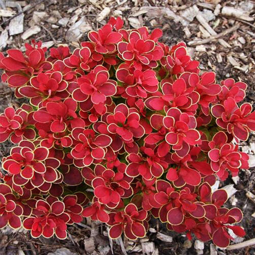 Барбарис тунберга Ruby Star (Руби Стар)