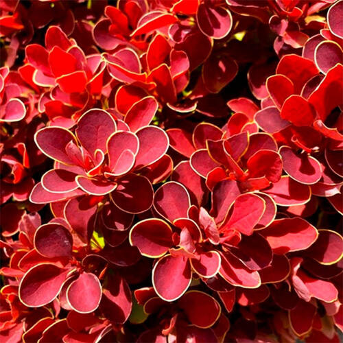 Барбарис тунберга Ruby Star (Руби Стар)