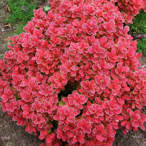 Барбарис тунберга Ruby Star (Руби Стар)