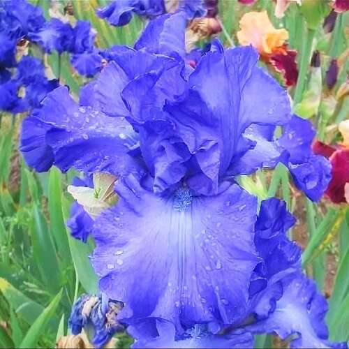 Ирис германский Bleu de Mer (Блеу де Мэр)