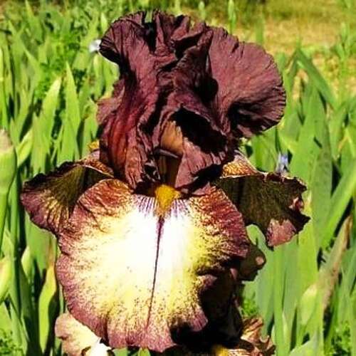 Ирис германский Burgundy Brown (Бургунди Браун)
