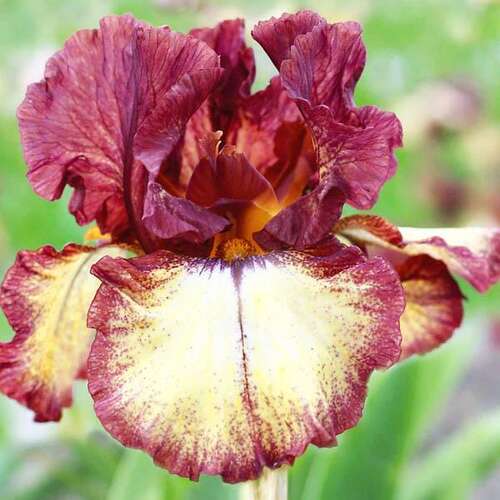 Ирис германский Burgundy Brown (Бургунди Браун)
