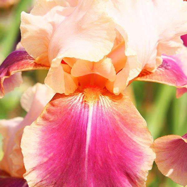 Ирис германский карнаби. Ирис ирис предложения. Ирис ирис предложения. Ирис сибирский зипперс. Ирис петит полка 2.