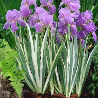 Ирис карликовый Variegata (Вариегата)