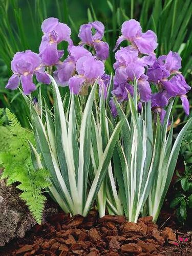 Ирис карликовый Variegata (Вариегата)