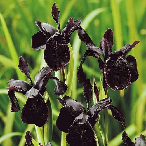Ирис бородатый Black Form (Блэк Форм)