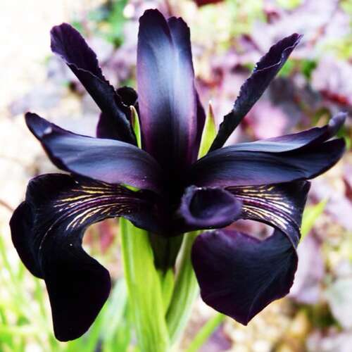 Ирис бородатый Black Form (Блэк Форм)